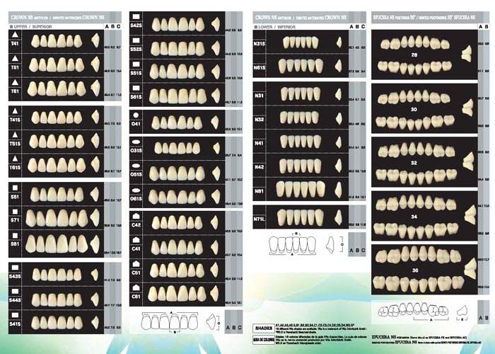 denture-teeth-size-chart-torku
